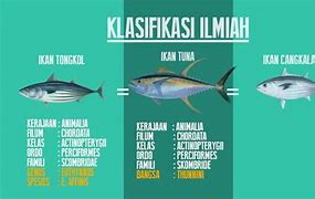 Perbedaan Tuna Cakalang Dan Tongkol